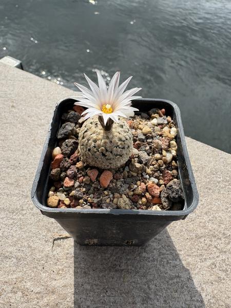 Turbinicarpus valdezianus